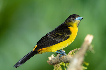 flame-rumped tanager