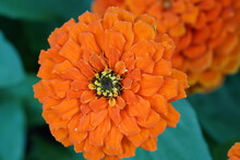 Closed Up Of Orange Tithonia Rotundifolia Flower