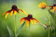 Selective focus of yellow rudbeckia flowers growing in the garden. Gift card, copy space.