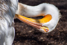 American White Pelican Preening Its Feather Close Up