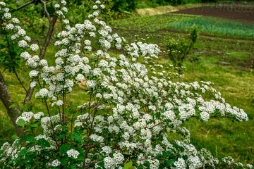 Canvas Print - Bush of blossoming germander meadowsweet in May