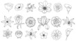 © anya - Set abstract elegant line art flower and leaf. Continuous boho line art silhouette of floral artwork