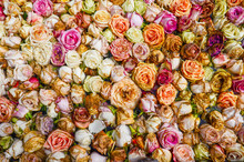Bed Of Colorful Roses Background. Delicate Withered Flowers Floating On Water For Festival Decoration. Pink, White, Yellow Blossom Roses For Passion And Bridal Celebration. Seamless Floral Wallpaper
