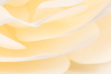 Sticker - close up of petals of white rose