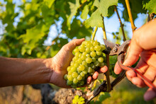 Vendanges Dans Les Vignes En France, Viticulteur Récoltant Le Raisin.