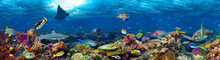 Coral Reef And Fishes Underwater