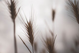 Fototapeta Dmuchawce - ears of wheat against the sky