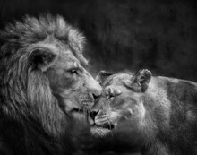 Male And Female African Lions Showing Affection On A Black Background