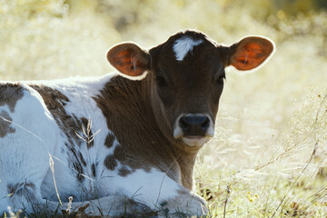 Wall Mural - Young cow on farm shows calf laying in sunny field relaxing.