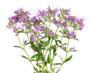 Wall Mural - Wild thyme flowers, isolated on white background. Blooming sprigs of thymus serpyllum.