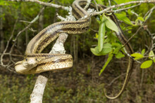 Greenish Rat Snake - Pantherophis Alleghaniensis