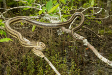 Greenish Rat Snake - Pantherophis Alleghaniensis
