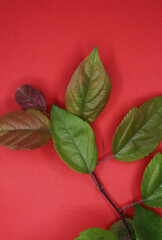 Wall Mural - green leaves on the red paper background