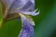 Kwiat Irys w kropelkach wody