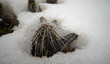 Hibernating in the open ground cacti, in the spring under the snow