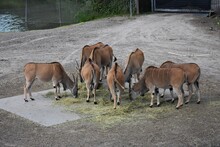 A Group Of Common Elands Eating Hay.
