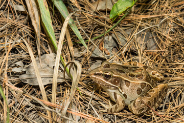 Wall Mural - Southern Leopard Frog - Lithobates sphenocephalus