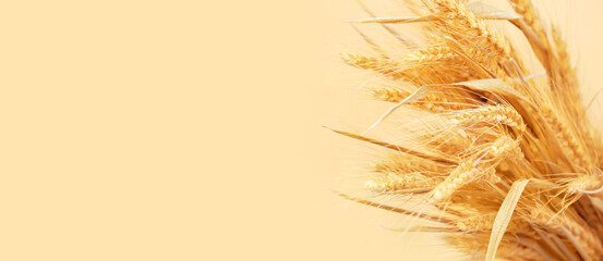 Golden wheat spikelets on color background with space for text, closeup