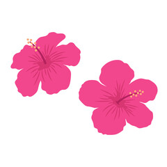 Hibiscus flowers. Pink blooming exotic tropical flowers. Flat vector illustration isolated on white background.