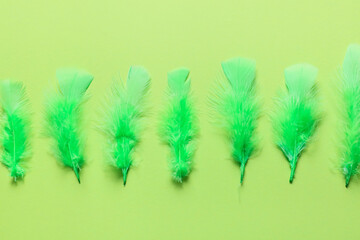 Beautiful green feathers on color background