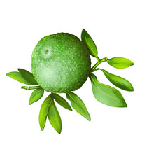 Citrus Australis Or Round Lime Isolated Digital Art Illustration. Watercolor Green Lemon, Citron Detox Fruit Native To Australia. Australian Citrus Aroma Plant On Branch With Green Leaves