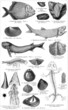 Fossils of fish, molluscs and amphibians. Publication of the book 