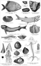 Fossils Of Fish, Molluscs And Amphibians. Publication Of The Book "Meyers Konversations-Lexikon", Volume 2, Leipzig, Germany, 1910