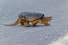Common Snapping Turtle Crossing The Road. Chelydra Serpentina.
