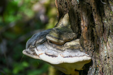 Shelf Fungus Growing On A Tree Trunk In The Great Smoky Montains