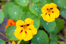 Nasturtium (Tropaeolum Majus) Flowers In Garden, Both The Flowers And Leaves Are Edible, Close Up