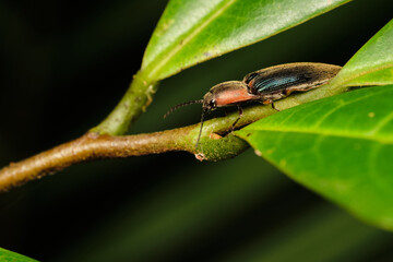 Wall Mural - megapenthes limbalis macro close up photo on branches resting