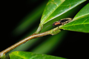 Wall Mural - megapenthes limbalis macro close up photo on branches resting