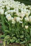 Fototapeta Tulipany - White tulips in a field