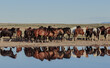 herd of wild horses with reflexion on the pond
