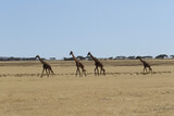 Fototapeta Sawanna - herd of giraffes