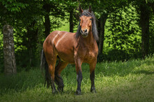 Portrait Of A Bay South German Draft Horse On A Pasture In Summer Outdoors