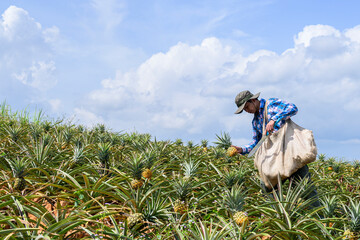 Gardeners farmer picking harvest fresh pineapples in the organic plantation farm