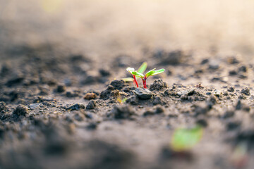 Young sprouts of beets close-up in the soil in the garden bed