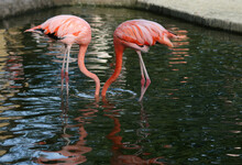 A Pair Of Tropical Pink And Red Flamingos Birds. Two Flamingos Fishing With Their Heads Underwater.