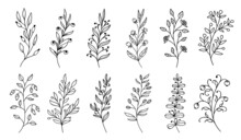 Outline Twigs And Sprigs With Berries, Leaf Plants And Flowers, Vector Doodle Leaves. Twig Sprigs Or Plant Branches In Sketch Line, Black And White Floral And Forest Berry Pattern In Contour