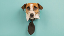 Dog Jack Russell Terrier In Glasses And A Tie Sticks Out Of A Hole In A Blue Background. 