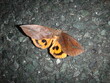 A big moth that came to the parking lot at night