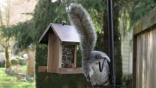 A Young Squirrel Steals Food From A Birdfeeder In The Backyard