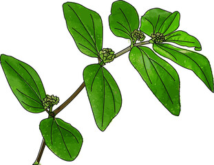 Poster - Garden Spurge leaves on white background. (Scientific name Euphorbia hirta plant)