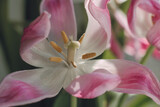 Fototapeta Storczyk - pink lily flower