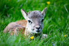 Portrait Of A Mouflon Cub In A Green Meadow
