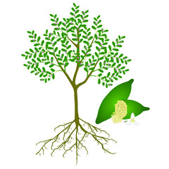 Wall Mural - Blooming finger lime tree with fruits on a white background.