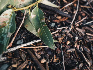 Wall Mural - eucalyptus leaves