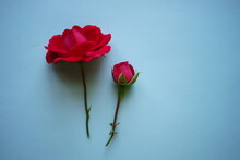 Two Magenta Pink Rose Flowers On The Blue Table, Top View, Copy Space
