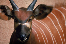 Close Up Portrait Of An Impala